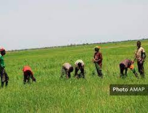 Production agricole : Les femmes rurales bousculent les traditions
