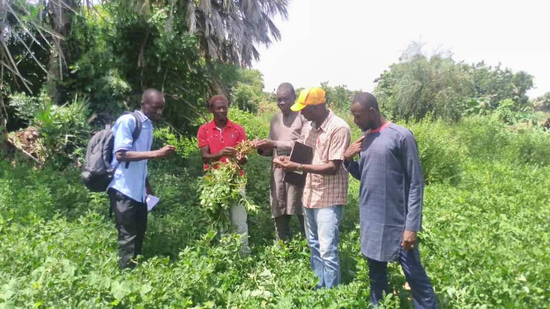 Nioro du Sahel : Mody Diawara, un maraicher exemplaire