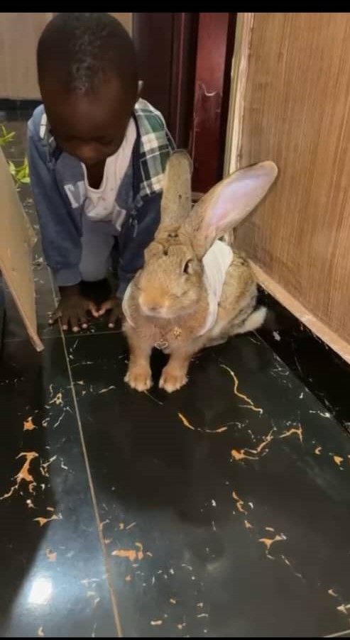 Le lapin, nouvel effet de mode : de l’élevage à l’animal de compagnie