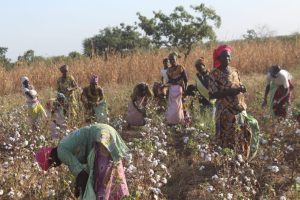 Adaptation des cotonculteurs aux effets des changements climatiques: Le rôle incontournable des médias