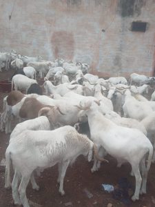Fête de la Tabaski : L’enjeu de la conformité religieuse des animaux