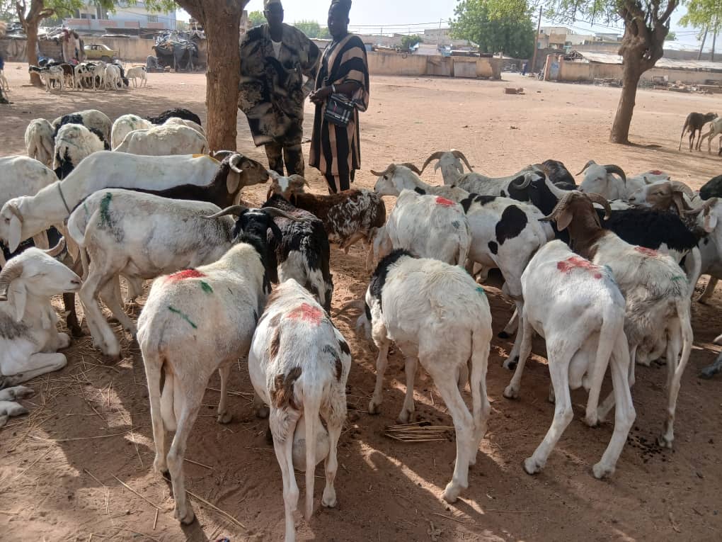 Kayes : lancement de la vente promotionnelle de moutons pour la Tabaski