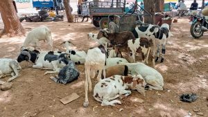 Bafoulabé : la flambée des prix complique l’achat du mouton de Tabaski
