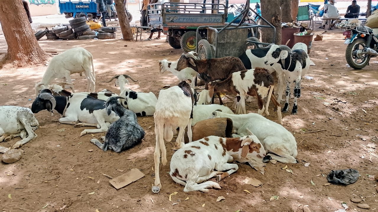 Bafoulabé : la flambée des prix complique l’achat du mouton de Tabaski