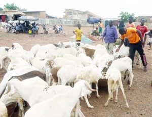 Youwarou : flambée des prix des moutons à la veille de la Tabaski