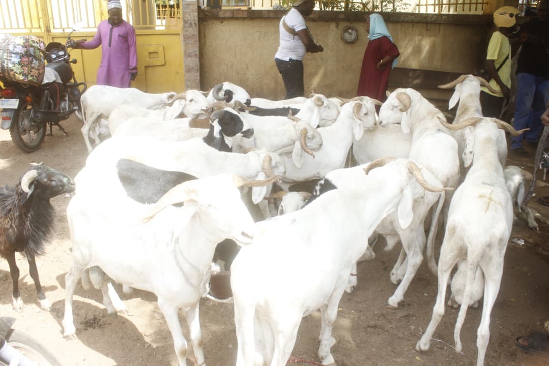 Achat du mouton de Tabaski : un défi pour de nombreuses familles Bamakois