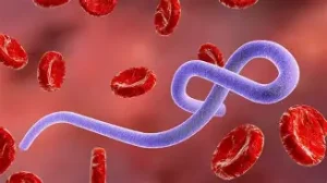 Lutte contre la fièvre Ebola :  Lancement prochain d’n plan d’urgence de six mois, doté d’un budget de 518 millions de dollars