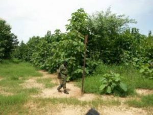 Mali : de vastes zones forestières déclarées «zones d’intérêt militaire» et interdites aux civils