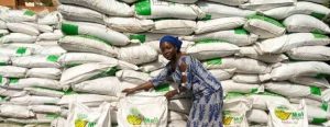 Réduction de la quantité d’engrais subventionné en zone rizicole : la lente asphyxie de l’agriculture familiale au Mali