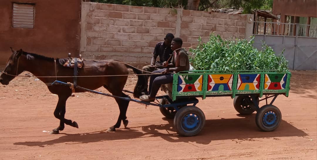 Tominian : ADRA Mali distribue 16.000 plants pour lutter contre la désertification