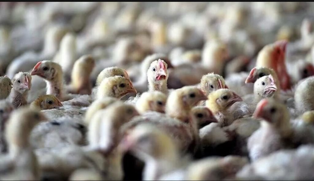 Australie : l’État de Victoria impose le confinement des volailles face à la progression du virus H5N1