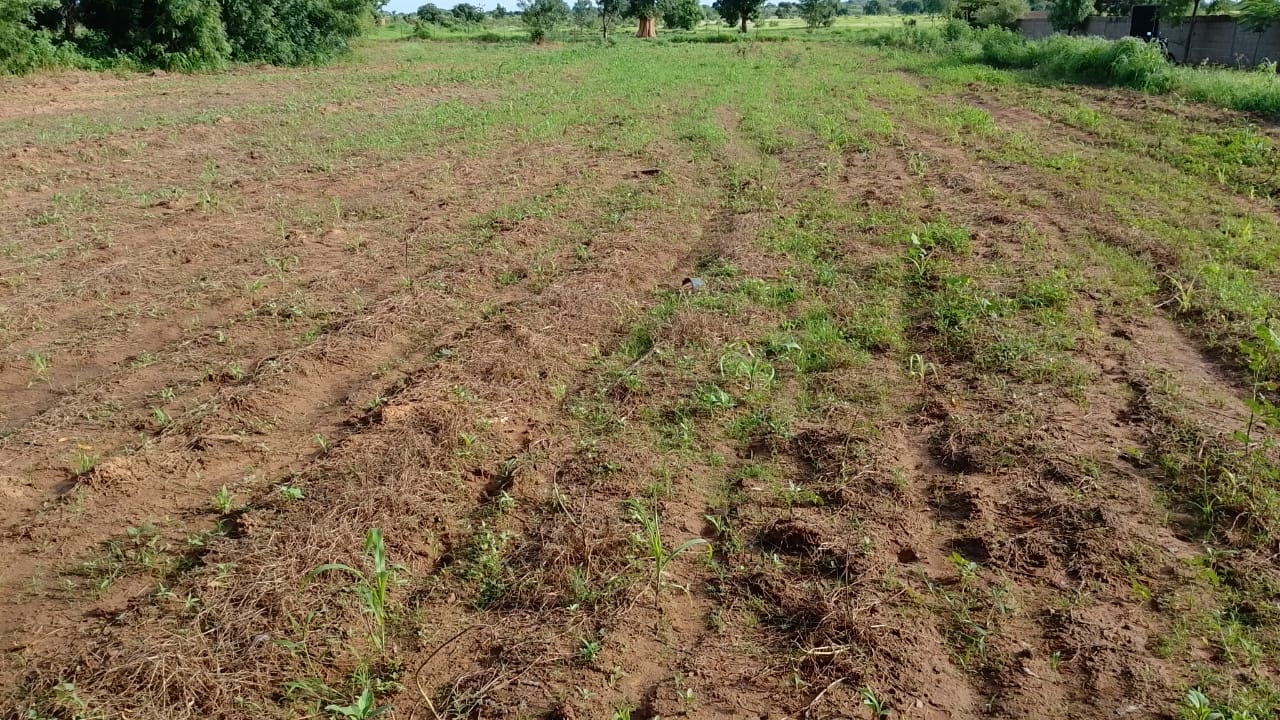 Campagne agricole 2026 à Bafoulabé : Les producteurs entre inquiétudes et espoirs