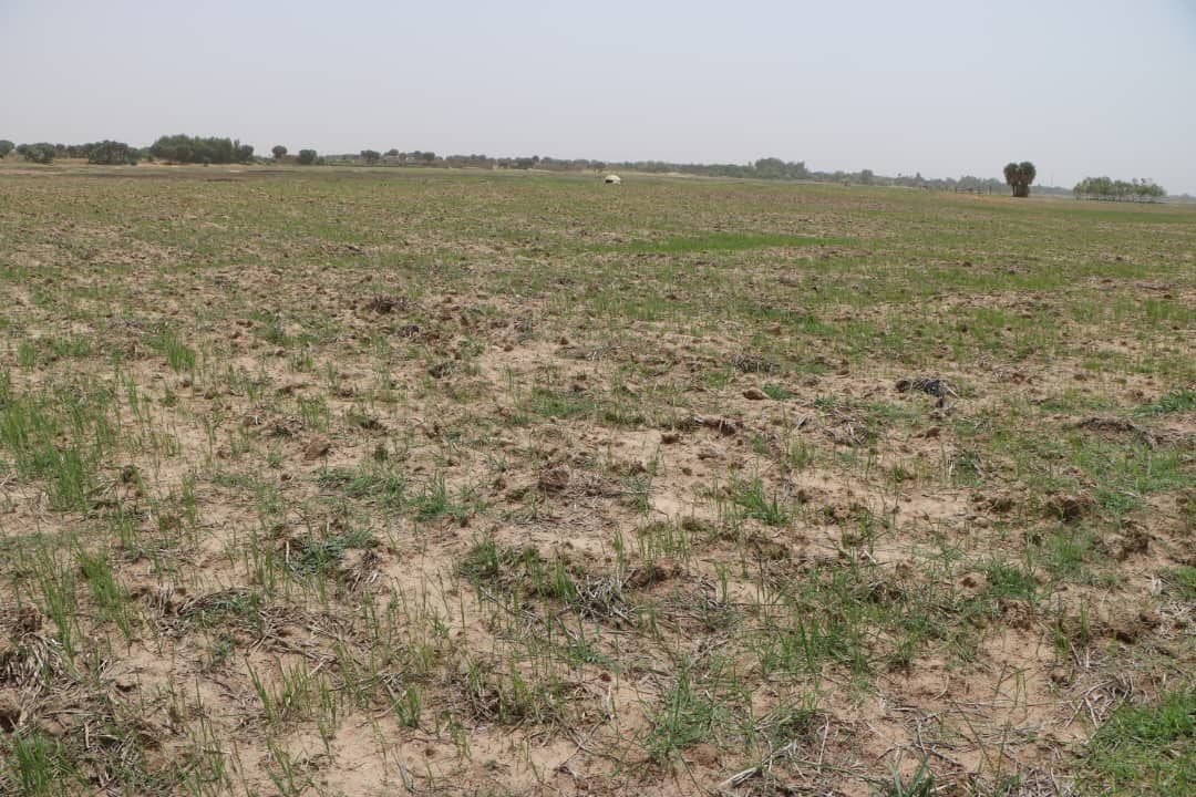 Gao : Démarrage de la campagne agricole 2026-2027 dans l’ensemble de la région en juillet