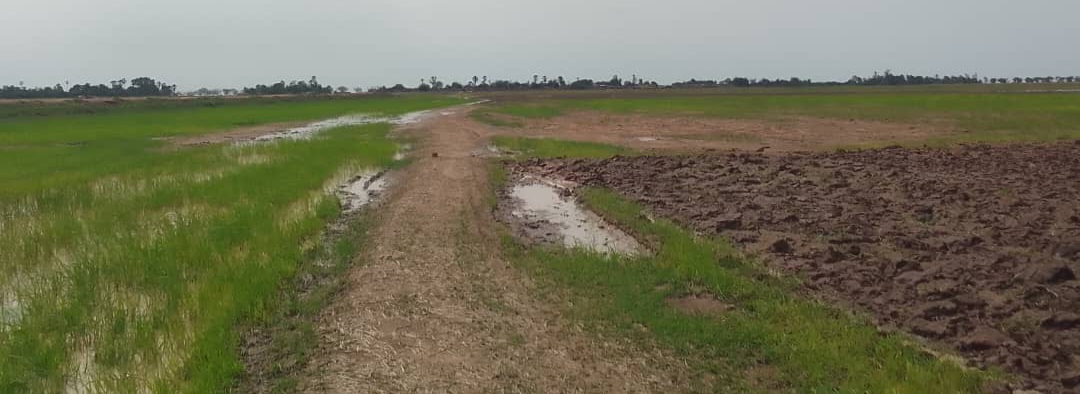 Tenenkou : des groupuscules d’hommes armés interdisent l’accès aux champs dans plusieurs villages