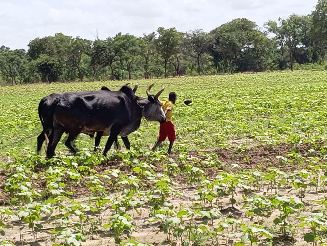 Campagne agricole 2026 à Kangaba : un démarrage tardif dû à l’installation tardive des pluies