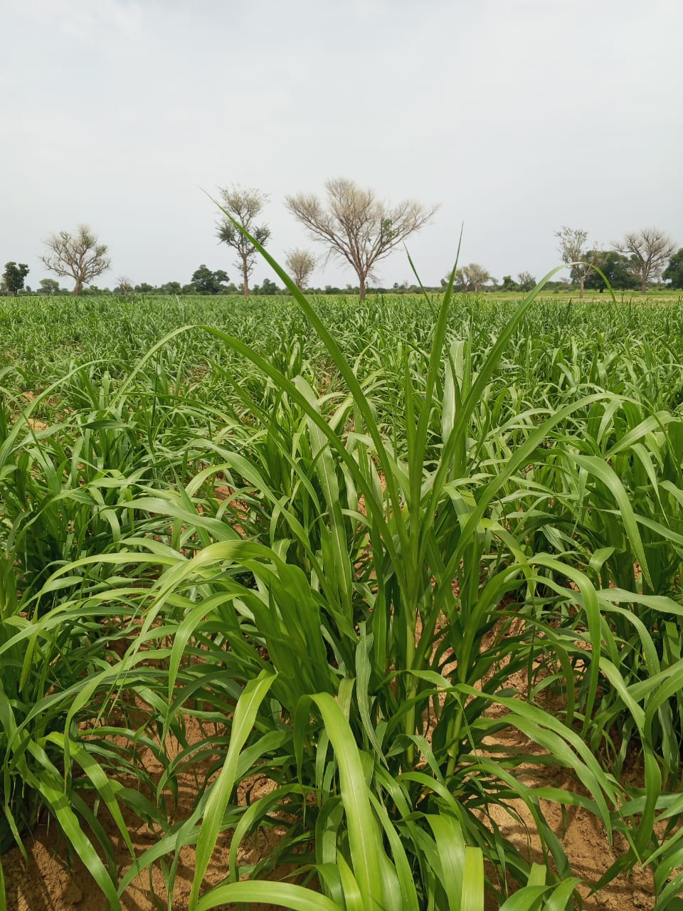 Campagne agricole 2026 à Macina : Un léger retard constaté par endroits