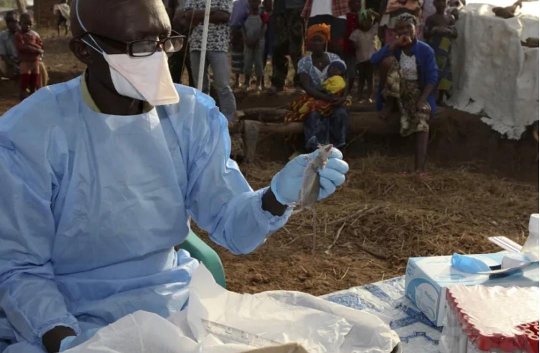 Nigeria : 1.000 cas de fièvre de Lassa et 237 décès depuis janvier