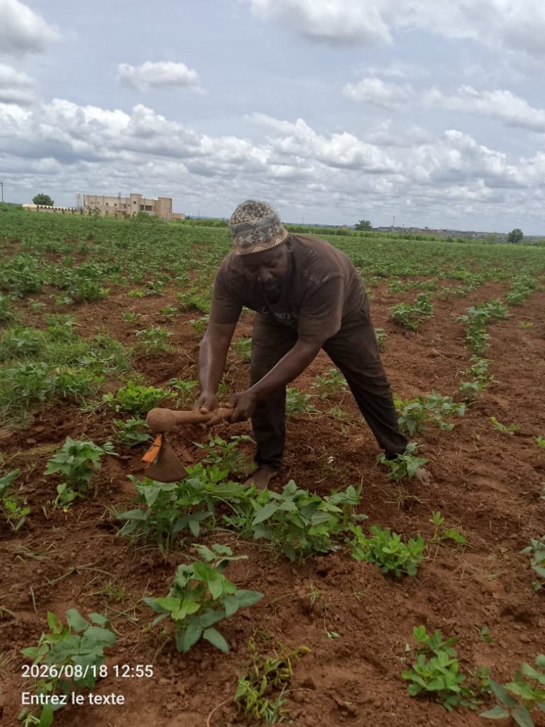 Campagne agricole 2025- 2026 à Sikasso : Diakaridia Doumbia, un exemple de réussite
