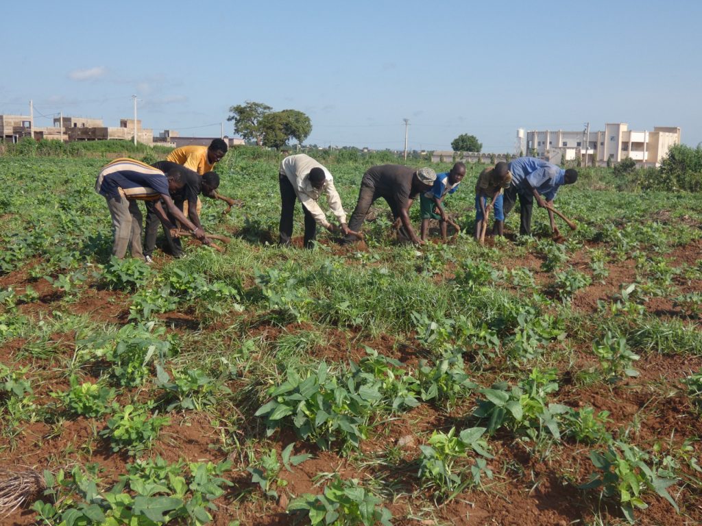 Campagne agricole 2025-2026 à Sikasso :   Irrégularité des pluies et quantité insuffisante de l’engrais subventionné