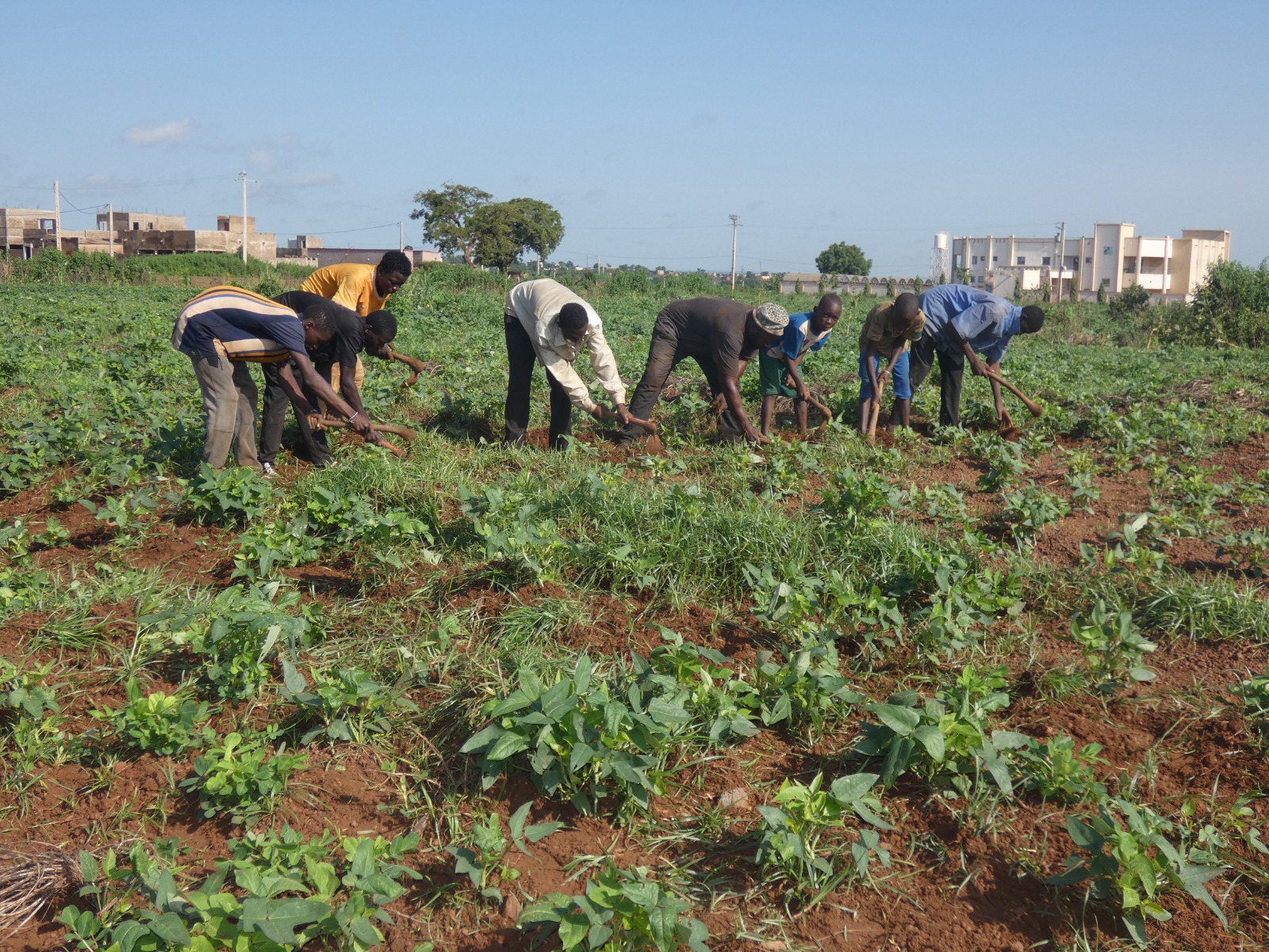 Campagne agricole 2025-2026 à Sikasso :   Irrégularité des pluies et quantité insuffisante de l’engrais subventionné