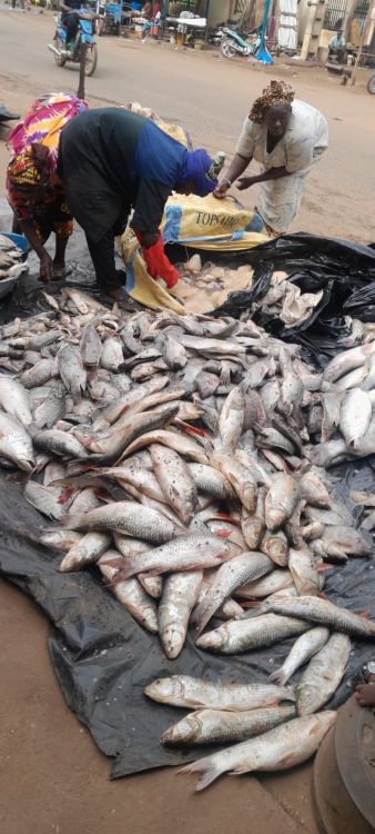 Commerce : La vente du poisson local, une activité lucrative à Sélingué Place