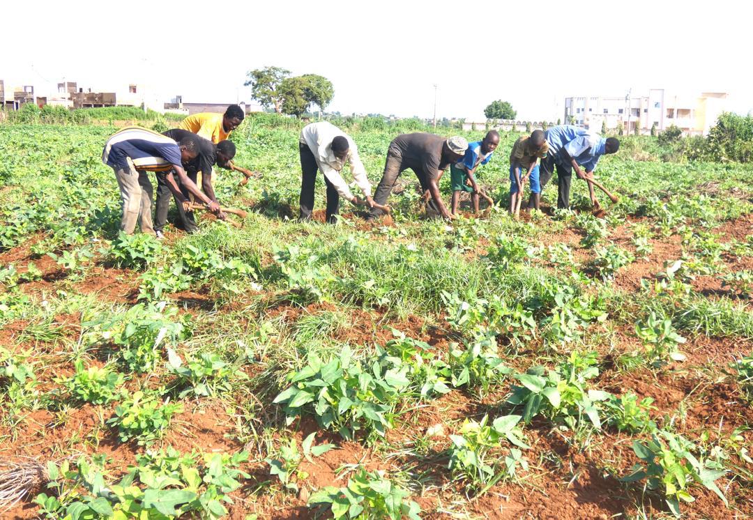 Sikasso : des talibés choisissent le travail plutôt que la mendicité