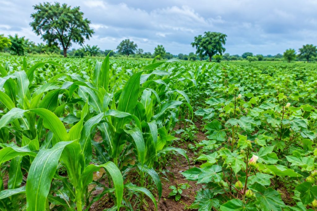 San : les dernières pluies enregistrées apportent un véritable soulagement aux producteurs