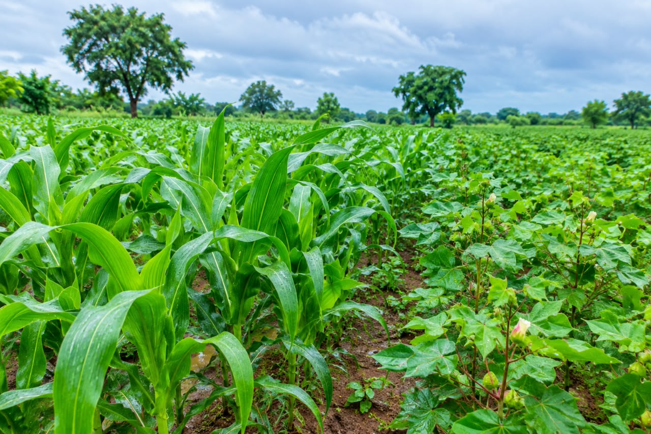 San : les dernières pluies enregistrées apportent un véritable soulagement aux producteurs