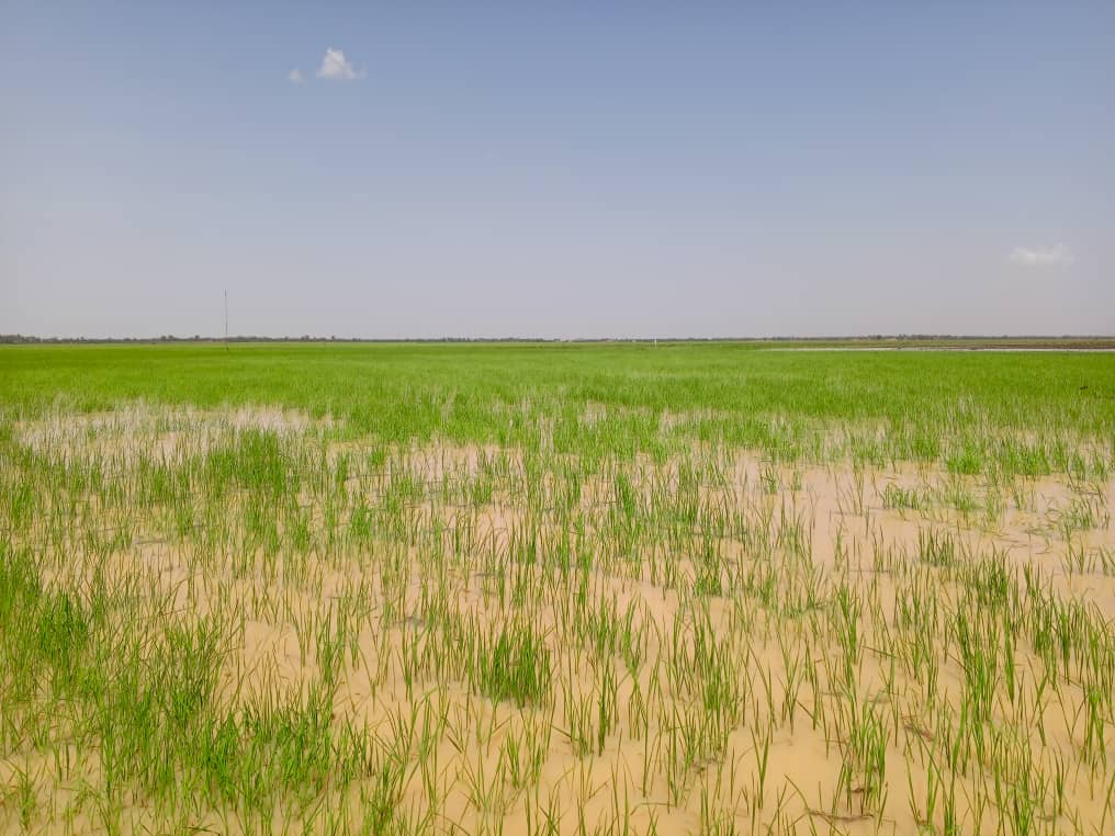Campagne agricole à Mopti :  les travaux d’entretien des cultures et le repiquage du riz se poursuivent activement sur le terrain