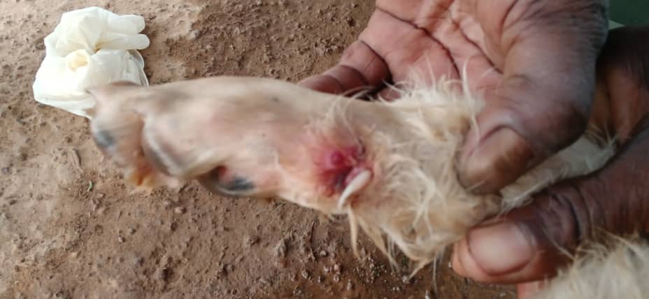 Tominian : Un cas suspect de ver de Guinée signalé chez une chienne